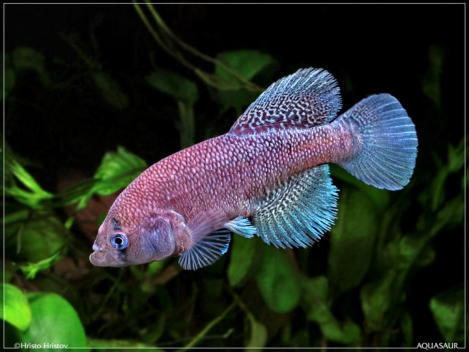 N. fasciatus Mnazini 089 (c) Hristo Hristov