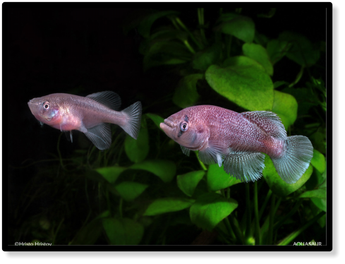 N. fasciatus Mnazini 089 (c) Hristo Hristov