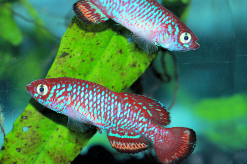 Nothobranchius flagrans Kabungu River CD 13-7