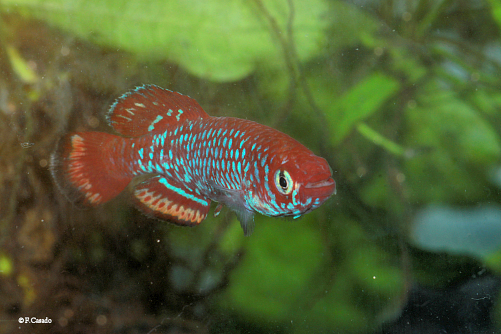 Nothobranchius flagrans Kabungu River CD 13-7