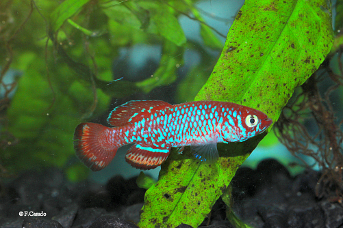 Nothobranchius flagrans Kabungu River CD 13-7