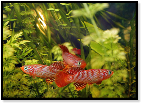 N. flammicomantis Kisaki TAN1995-5 (c) Alexander Yanchuk