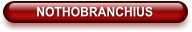 NOTHOBRANCHIUS