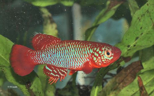 N. flammicomantis Mwakanga FTZ 10-21  (