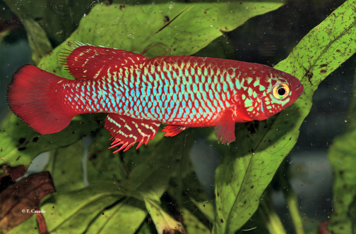 N. flammicomantis Mwakanga FTZ 10-21  (