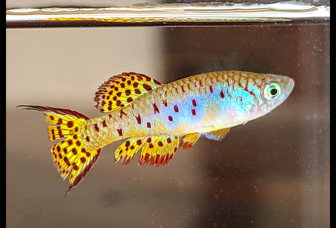 Fundulosoma thierryi Sokpo