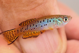 Fundulosoma thierryi WAC 21