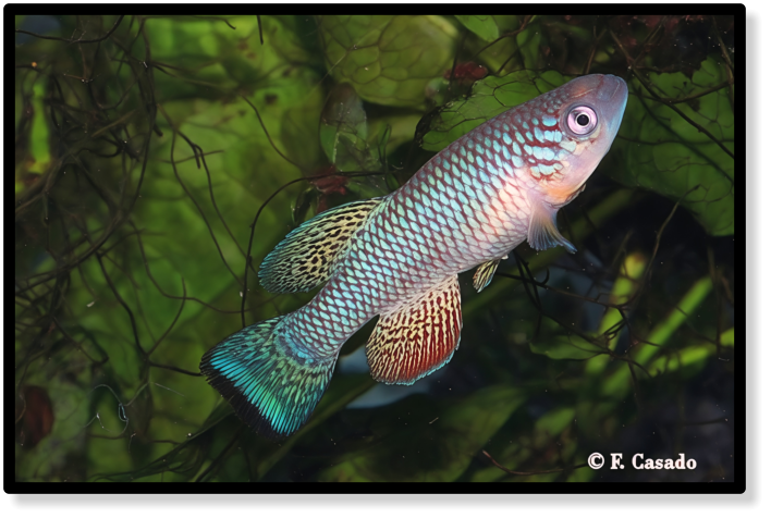 Nothobranchius furzeri Gona Re Zhou