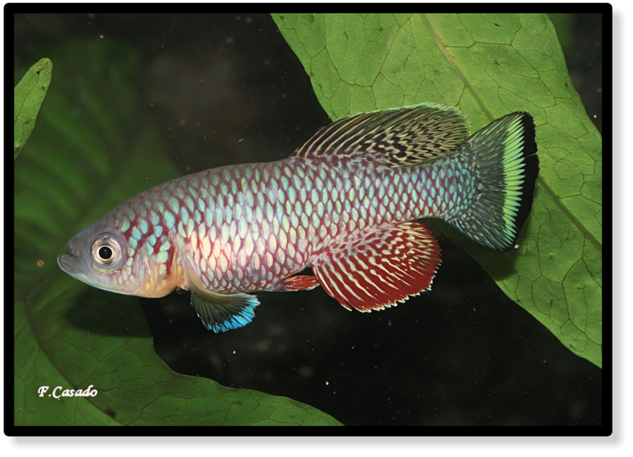 N. furzeri MZCS 2010-24