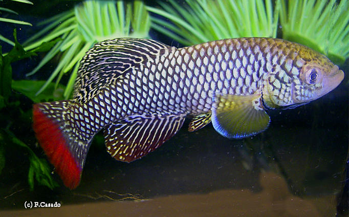 N. furzeri Mazimechopes  MZCS 08-120 