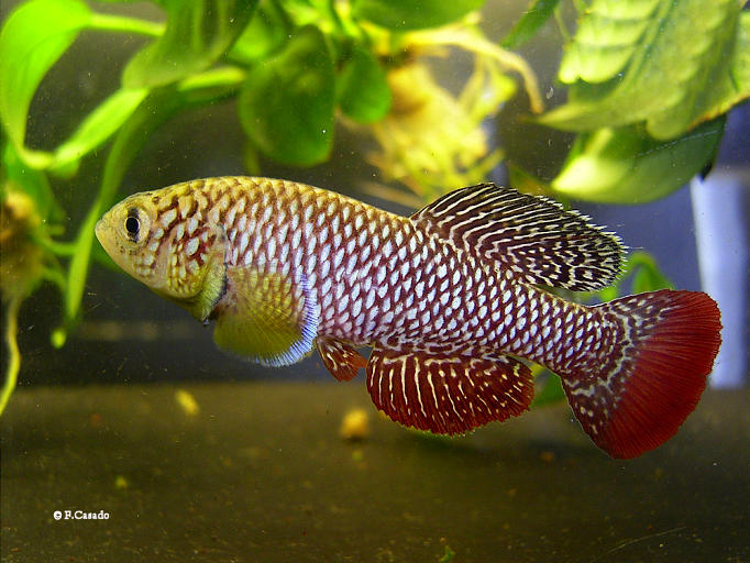 N. furzeri Combomune 2 MZHL 2005/02