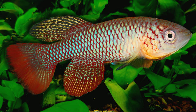 N.furzeri Chigamane MZCS 222 