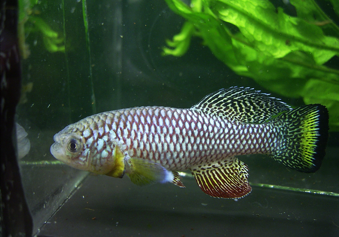 Nothobranchius furzeri Gona Re Zhou