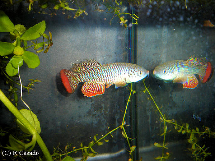 N. furzeri Soveia MZG 06-8