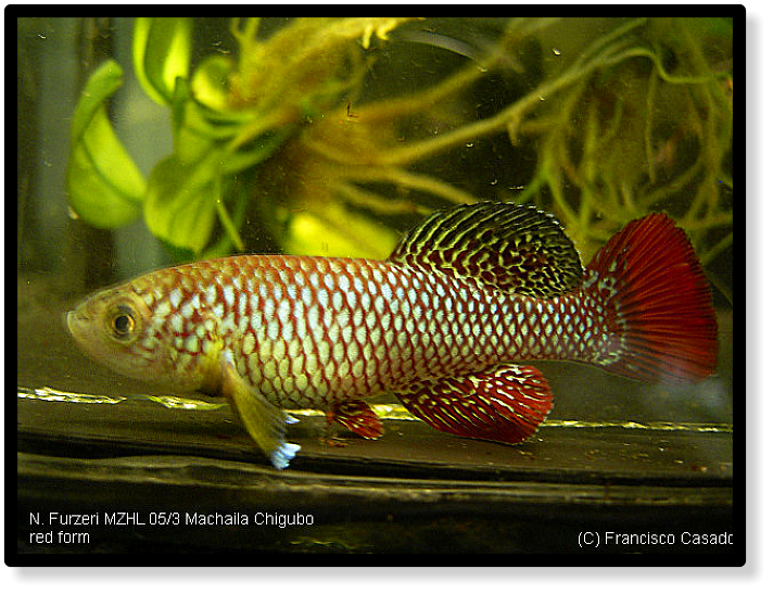 N. furzeri Machaila Chibugo MZHL 05/3