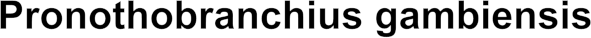 Pronothobranchius gambiensis
