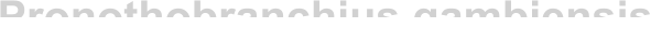 Pronothobranchius gambiensis