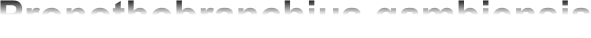 Pronothobranchius gambiensis