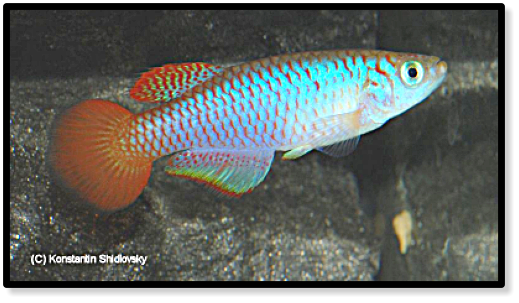 N.geminus TSTS 10-11