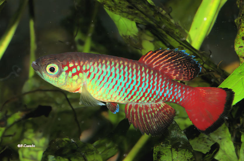 N. guentheri Zanzibar TAN 97-2