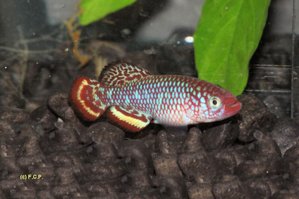 hassoni Bunkeya DRCH 2008-10 (rare form)