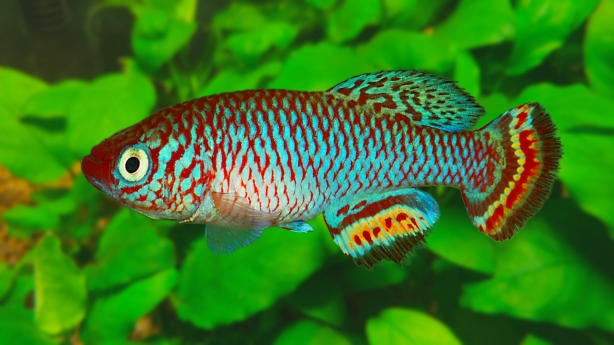 N.'hassoni Bunkeya' DRCH 2008-10 