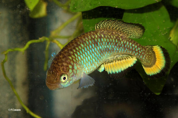 N.'hassoni Bunkeya' DRCH 2008-10 special morph