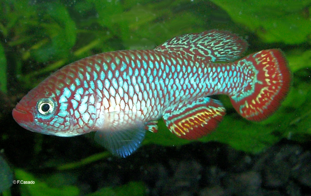 N.'hassoni Bunkeya' DRCH 2008-10 