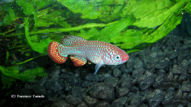 N.'hassoni Bunkeya' DRCH 2008-10