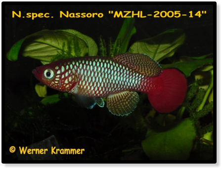 Nothobranchius hengstleri Nassoro  MZHL 05-14 (c) Werner Krammer