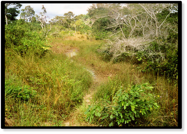 Nothobranchius hengstleri Nassoro  MZHL 05-14 biotope