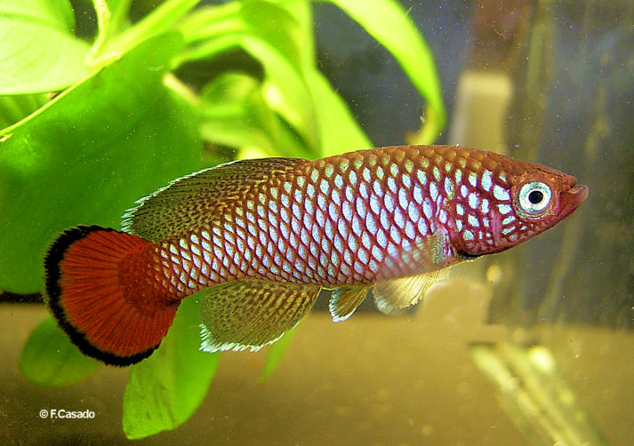 Nothobranchius hengstleri Nassoro  MZHL 05-14