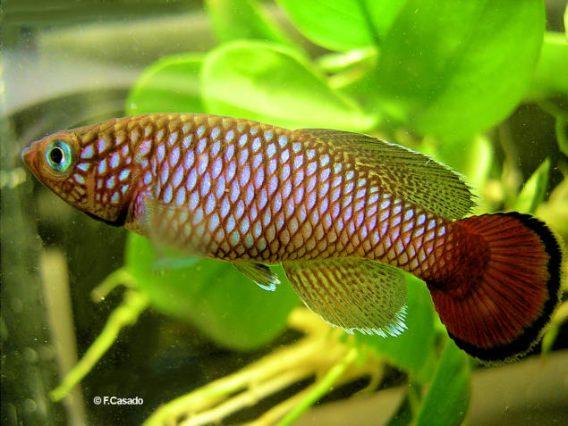 Nothobranchius hengstleri Nassoro  MZHL 05-14