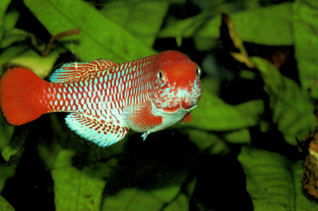 N. hoermanni Bumburi TZHK 2018-03