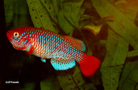 N. hoermanni Bumburi TZHK 2018-03