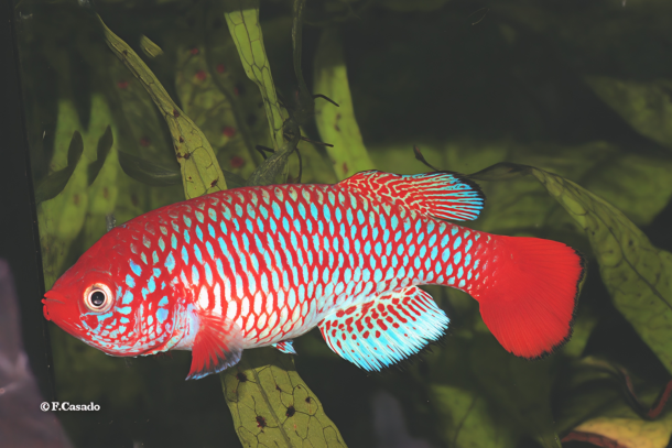 N. hoermanni Bumburi TZHK 2018-03