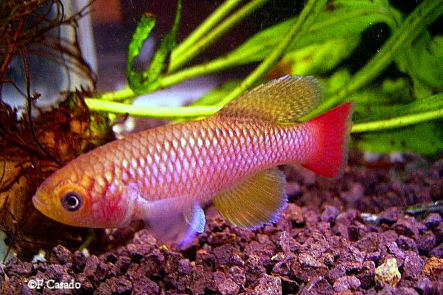 Nothobranchius interruptus Kikambala KEN 08-21