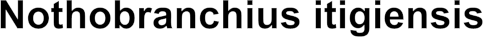 Nothobranchius itigiensis