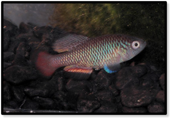 ivanovae Mpanda k 2011-25