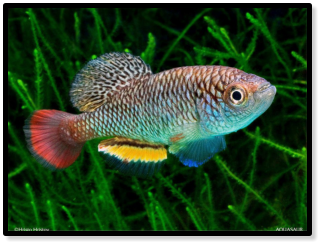 ivanovae Mpanda k 2011-25