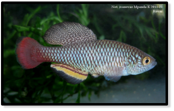 ivanovae Mpanda k 2011-25