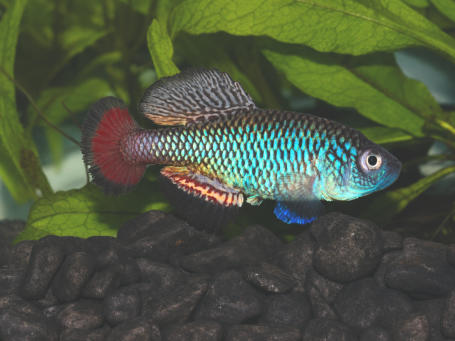 N.ivanovae Mpanda k 2011-25