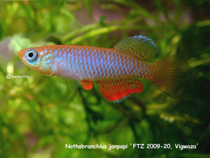 N.janpapi FTZ 2009-20 Vigwaza (C) Steffen Fick