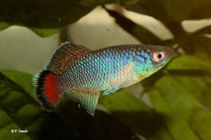 N. jubbi "Warfa blue" Burhakaba district. Bay región. Somalia