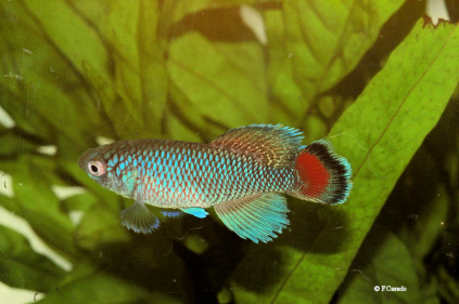 N. jubbi "Warfa blue" Burhakaba district. Bay región. Somalia