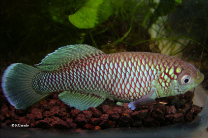 N. jubbi "Warfa blue"