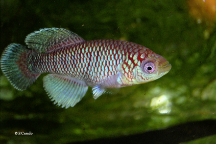N. jubbi "Warfa blue"