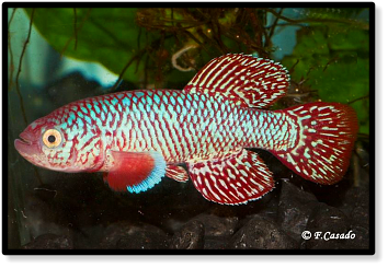 kadleci Gorongosa MZCS 2008-91.