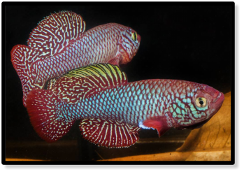 Nothobranchius kadleci MZCS 11-430, Nhamatanda (Pungwe River)  (c) Hristo Hristov