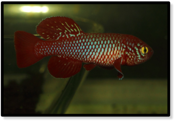 N.kadleci  Gorongosa 08-91